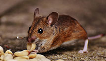 24 Hour & Emergency Exterminators in Ontario, CA